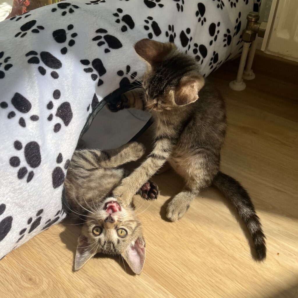 Kitten spielen miteinander