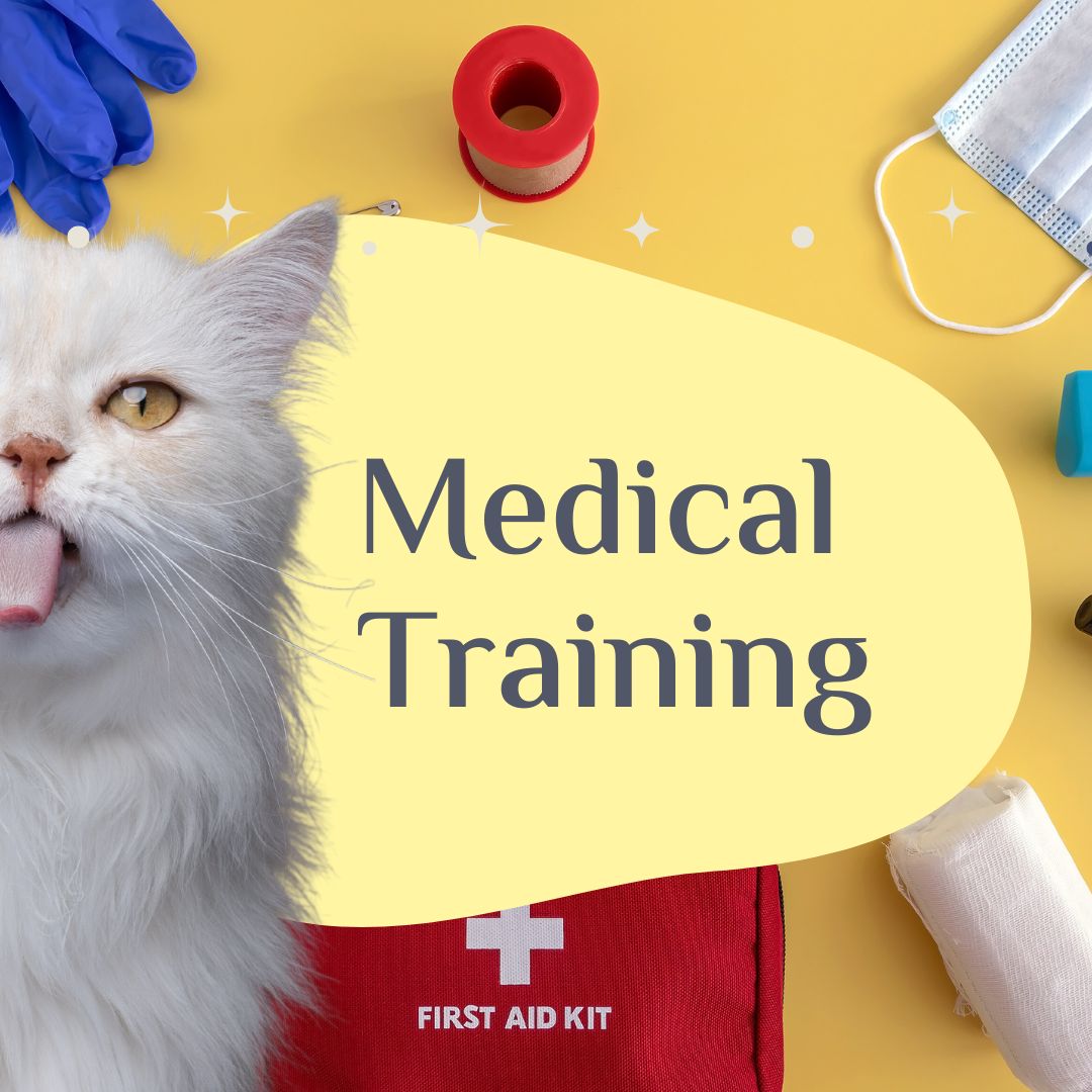 Medical Training Katze