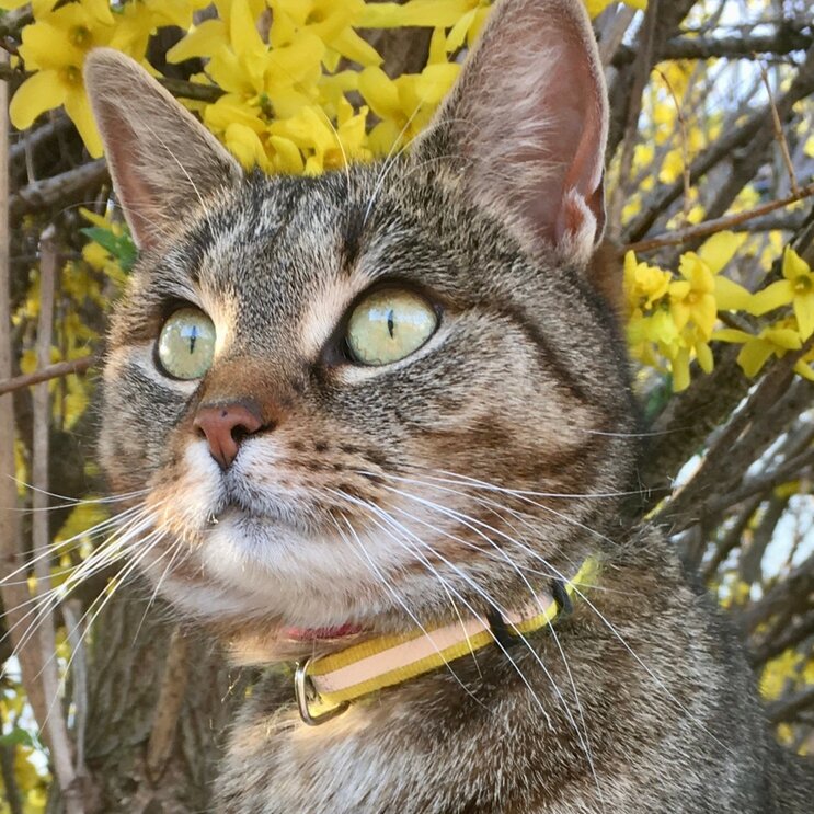 Katze mit Halsband