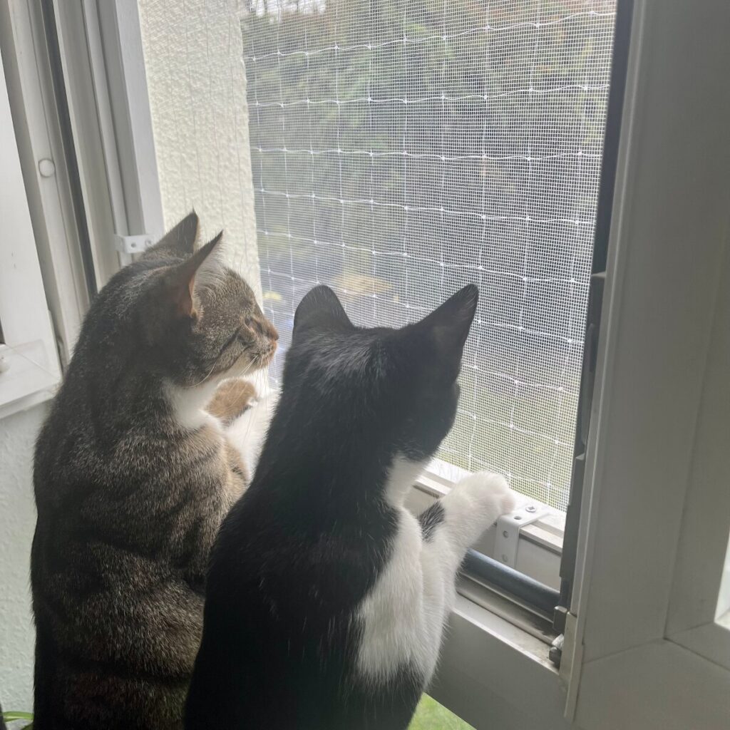 Katzen gesichertes Fenster