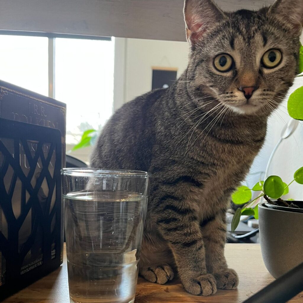 Katze am Wasserglas