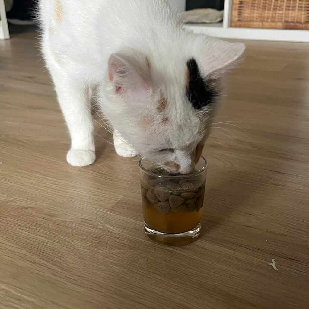 Katze trinkt aus Glas mit eingeweichtem Trockenfutter