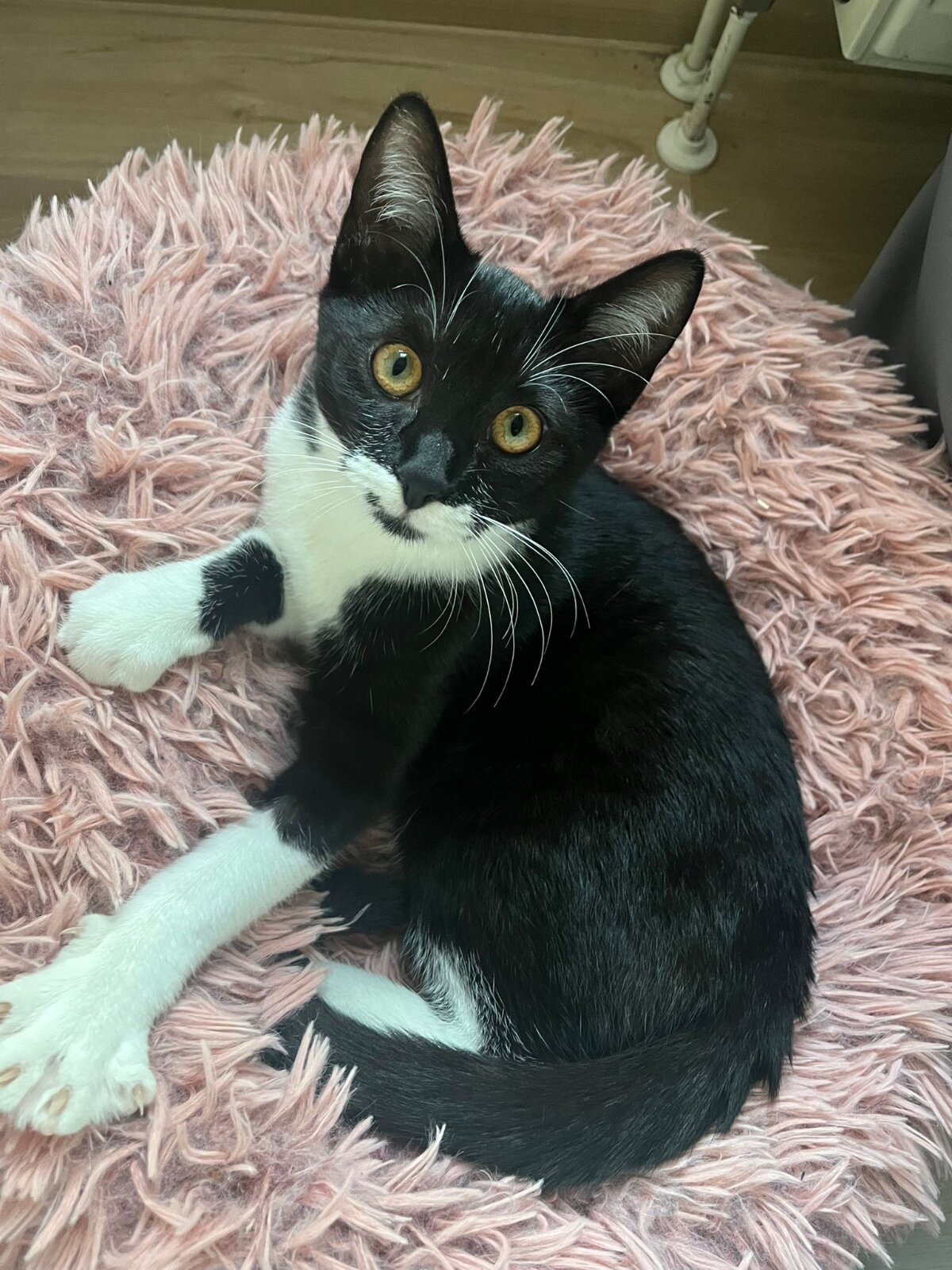 Katze zuhause während ihre Menschen in den Urlaub fahren – Katzenbetreuung im Urlaub organisieren