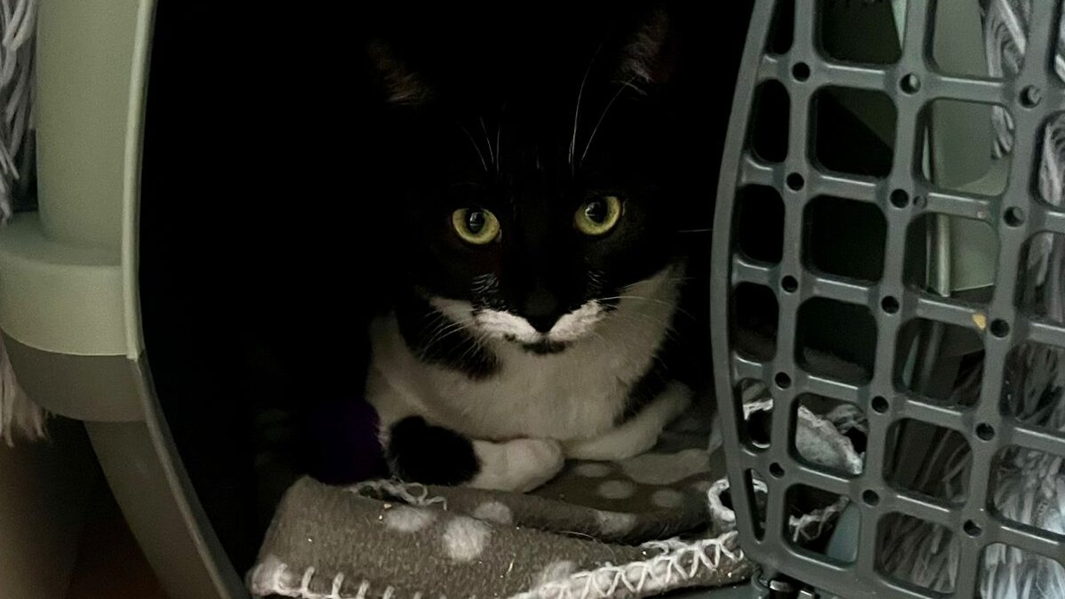 Katze in Transportbox