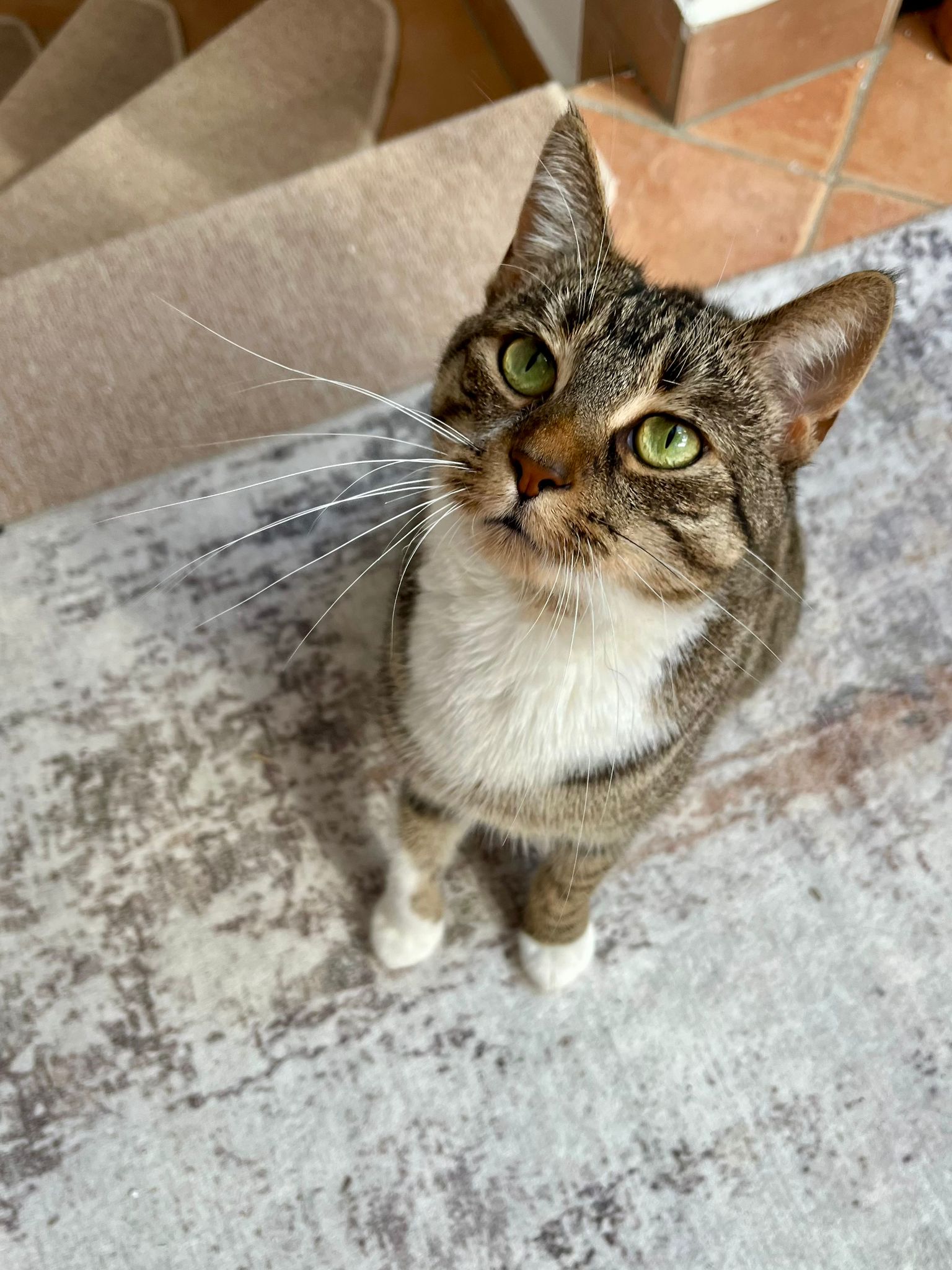 Gut versorgt, auch wenn du nicht da bist: So klappt Catsitting zuhause