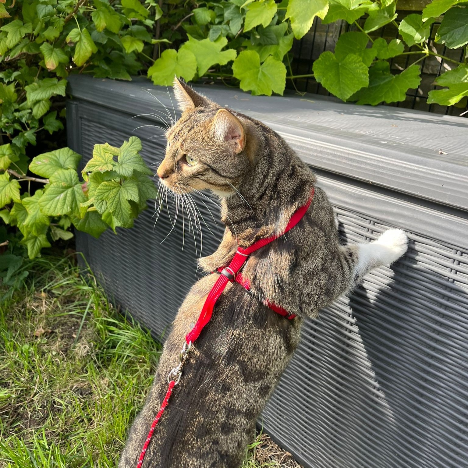 Katze im gemeinsamen Urlaum im gesicherten Freigang an der Leine