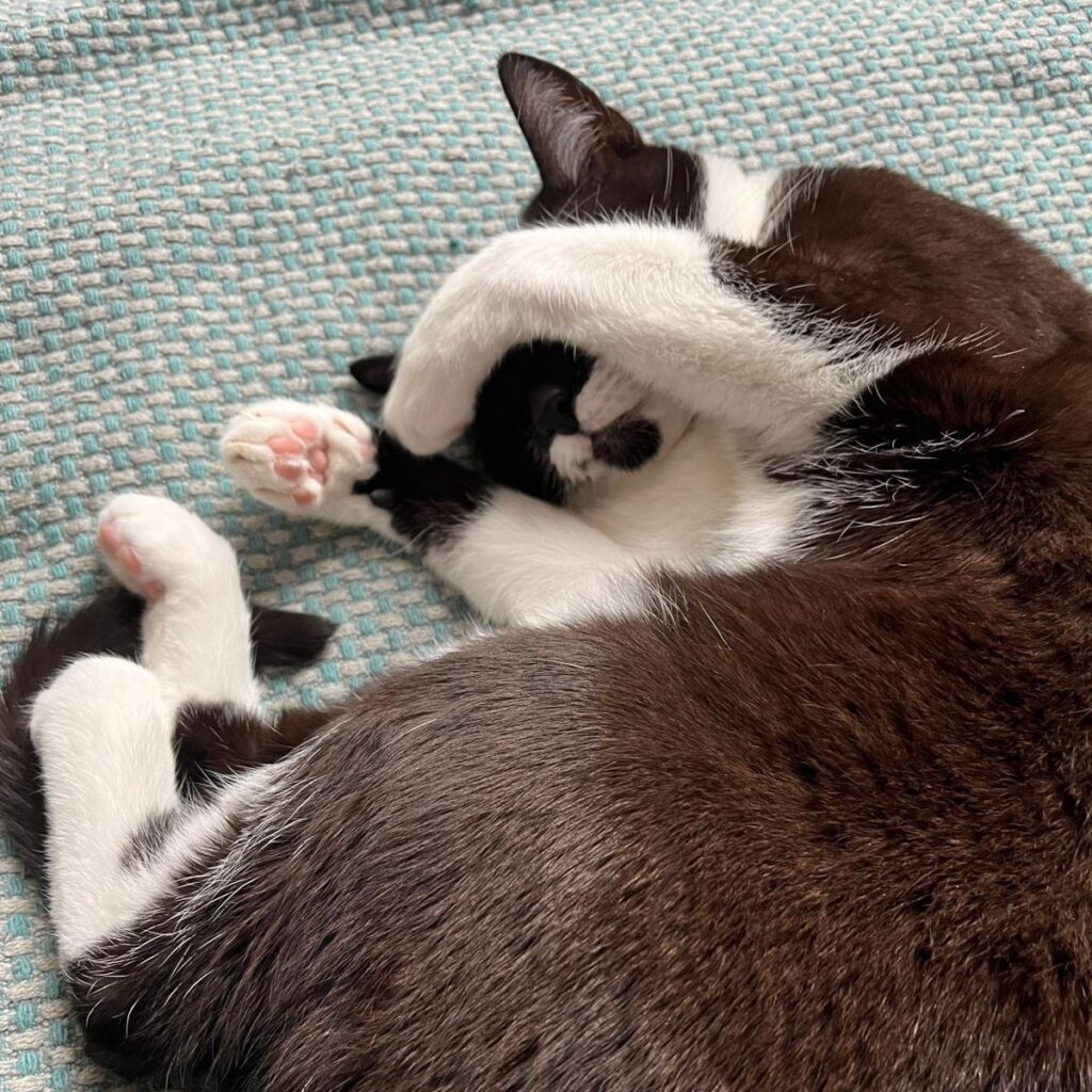 Katze entspannt im SAfe Space