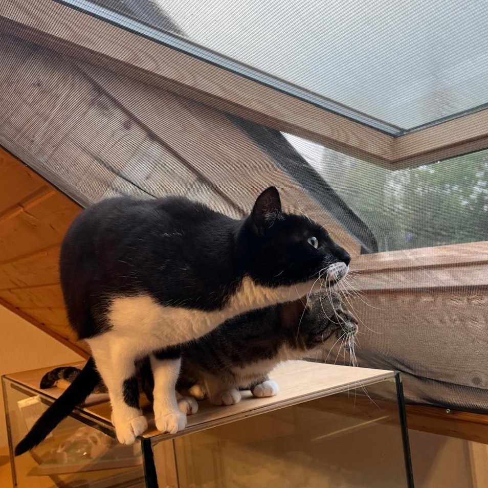 Katzen in urlaubsbetreuung am gesicherten Fenster