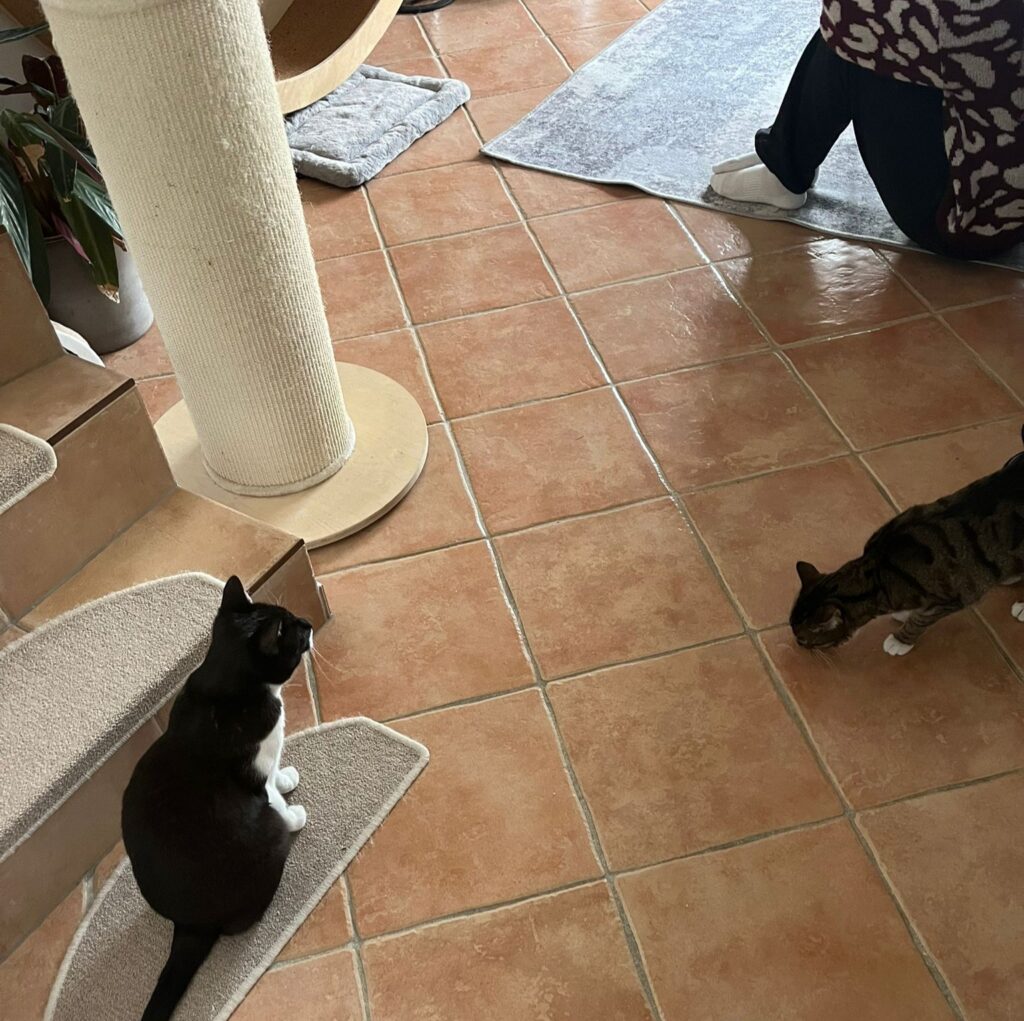 Katze beobachtet Besuch