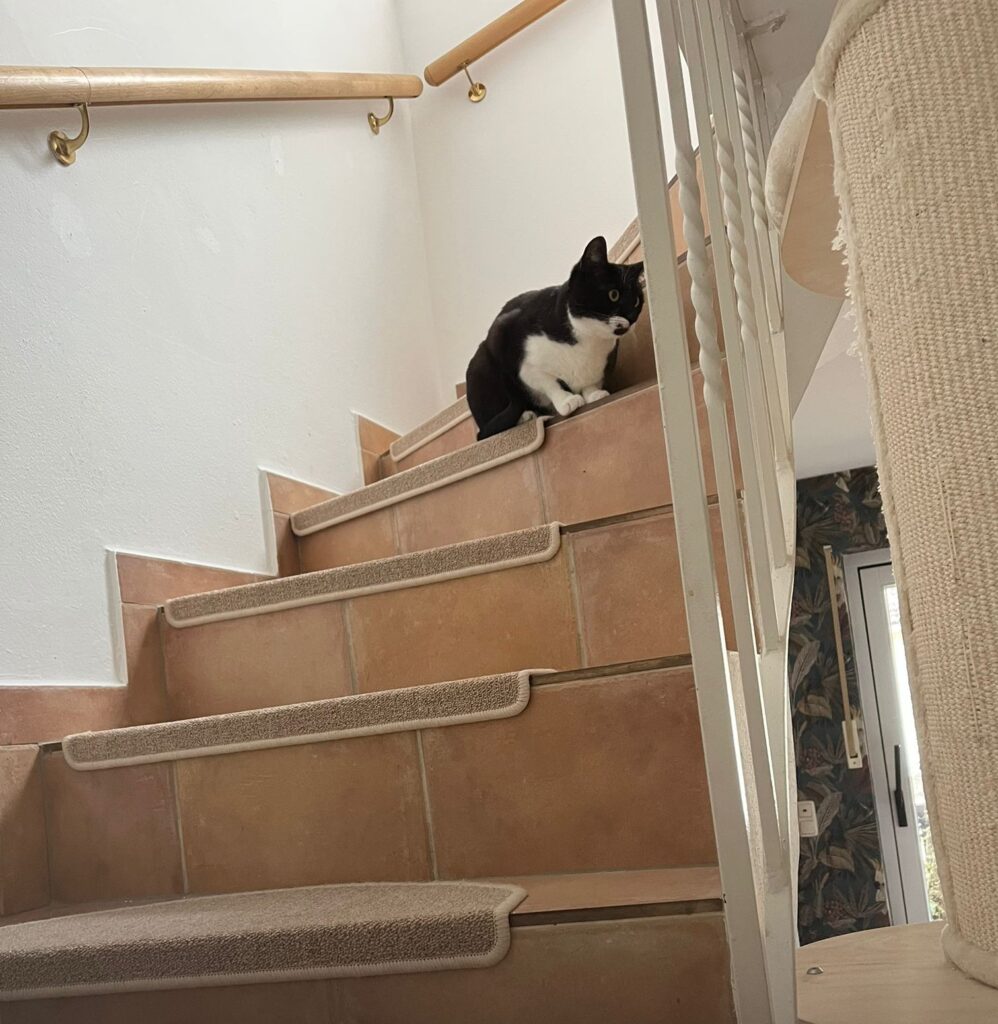 Katze zieht sich vor Besuch zurück