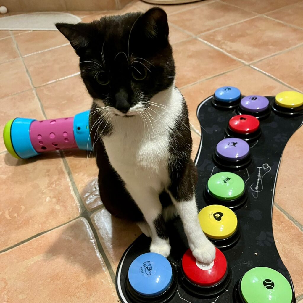 Katze mit Sprachbuttons