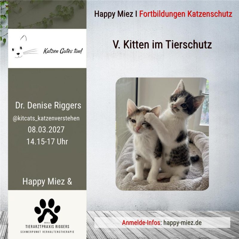 Kitten im Tierschutz