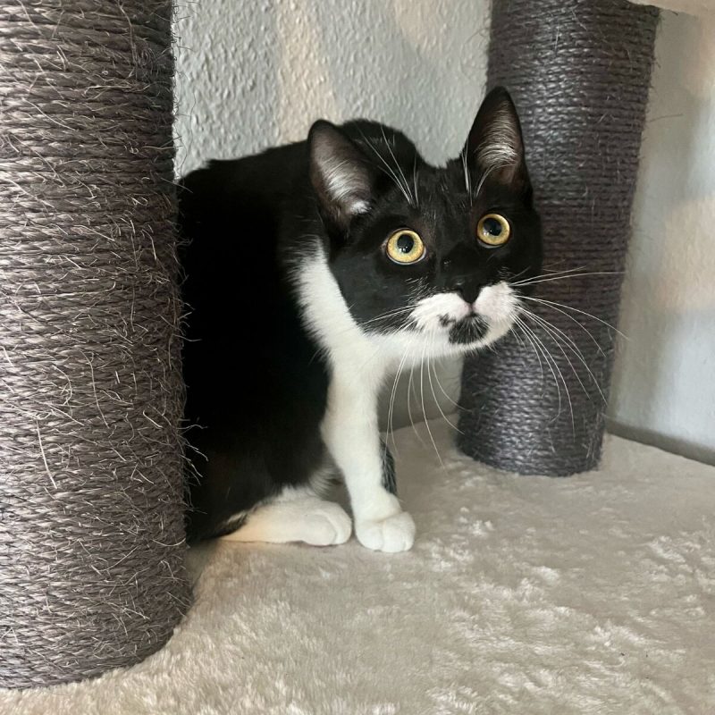 Katzenbetreuung im Urlaub - welche Optionen gibt es?