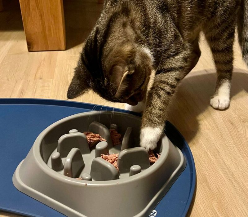 online Kurs Katzenernährung