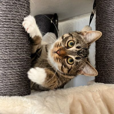 Tierkrankenversicherung für Katzen