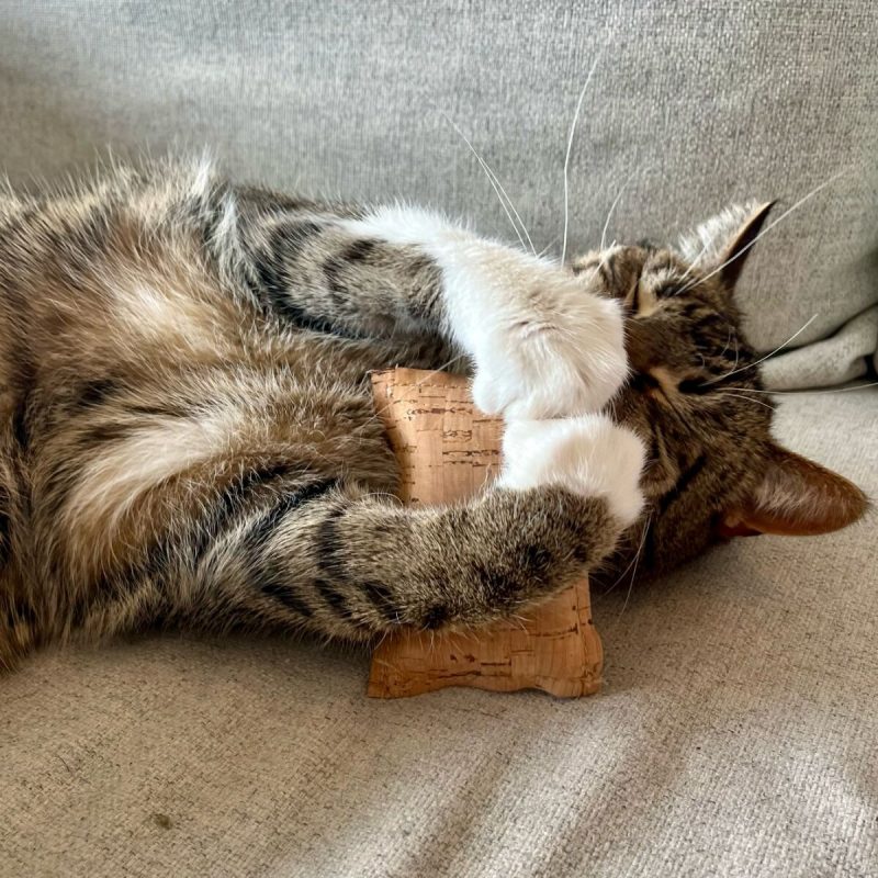 Katze mit Katzenminzekissen