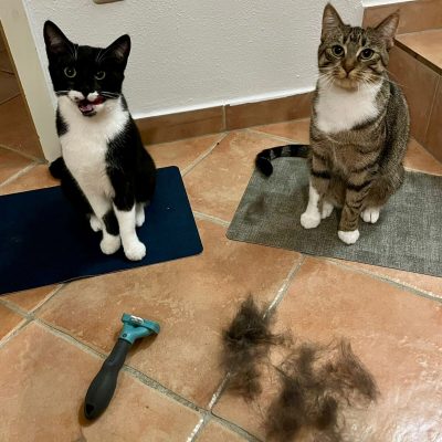 Zwei Katzen sitzen nach dem Bürsten je auf einer Matte, während die Katzenbürste und das lose Fell vor ihnen liegen
