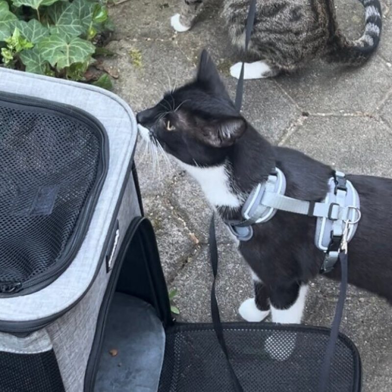 Gesicherter Freigang an Geschirr und Leine