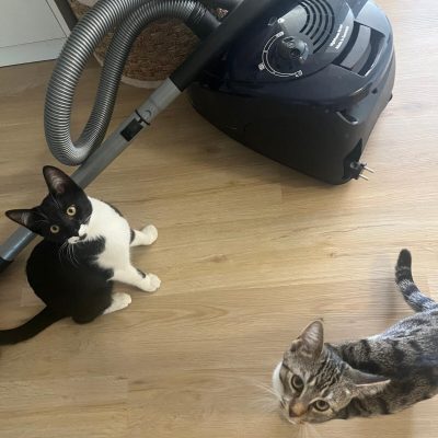 So kannst Du Deiner Katze bei Angst vor Haushaltsgeräten helfen.