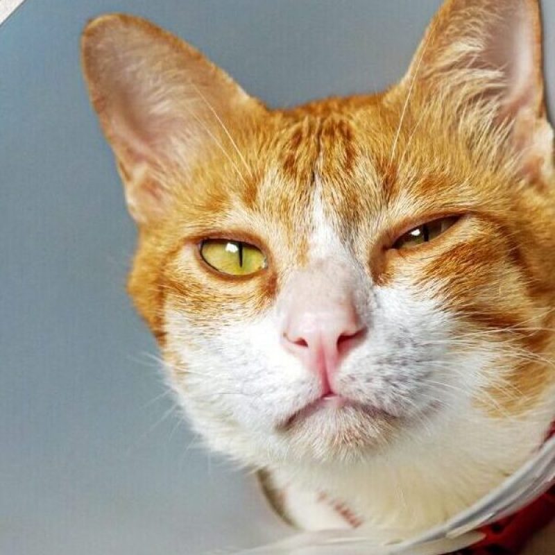 Schmerz-Katze-Thumbnail