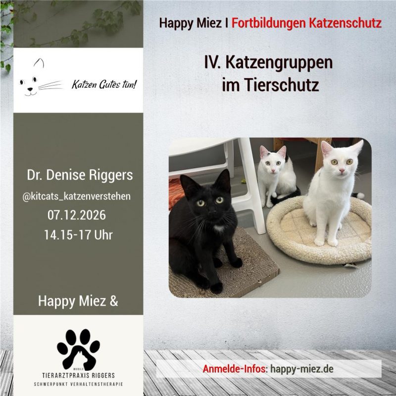 Seminar Katzengruppe Tierschutz