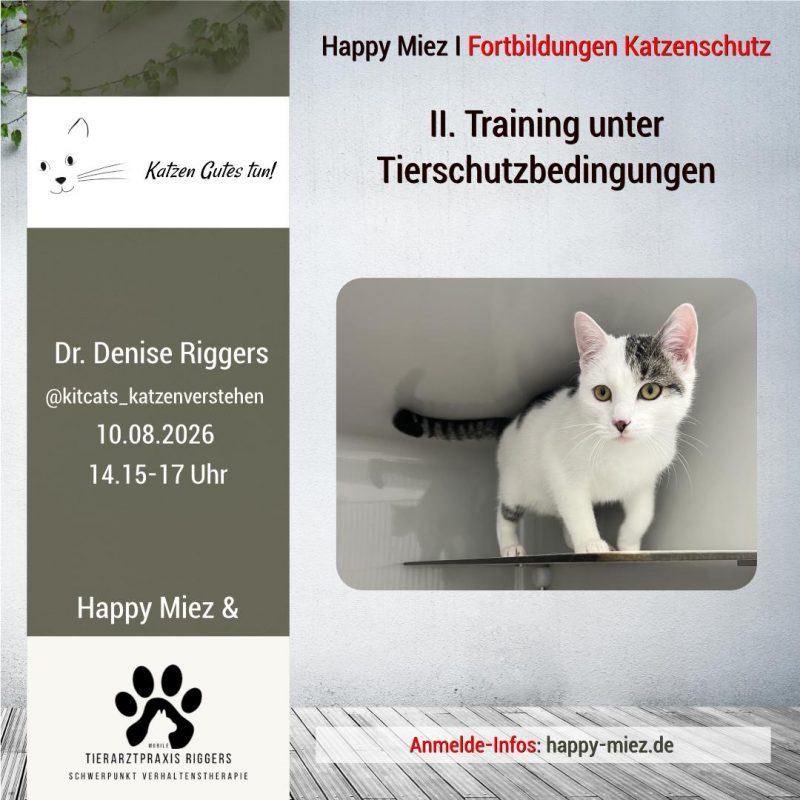 Seminar Training Katze im Tierschutz