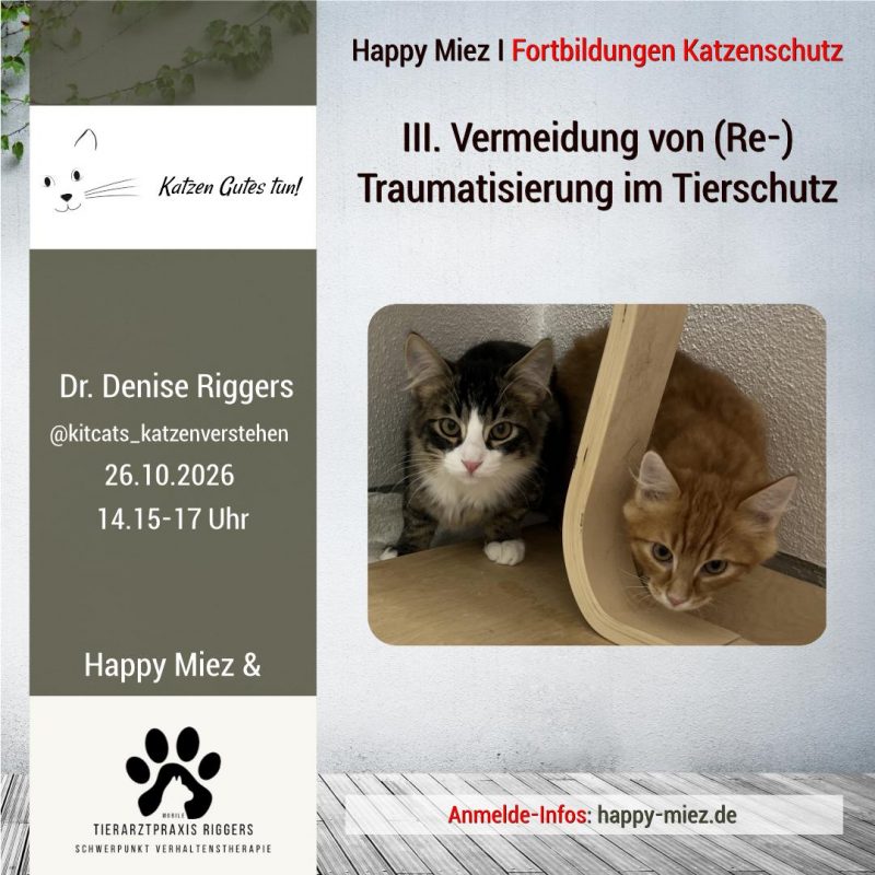 Seminar Vermeidung Trauma Katze im Tierschutz