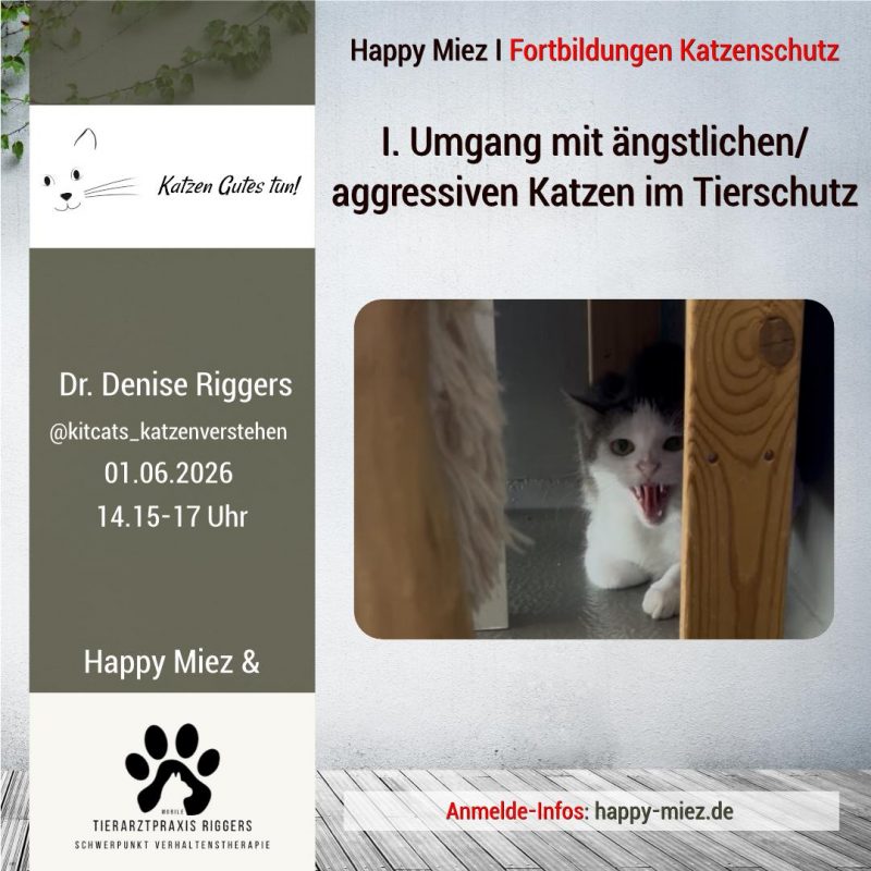 Seminar aggressive und ängstliche Tierschutzkatzen
