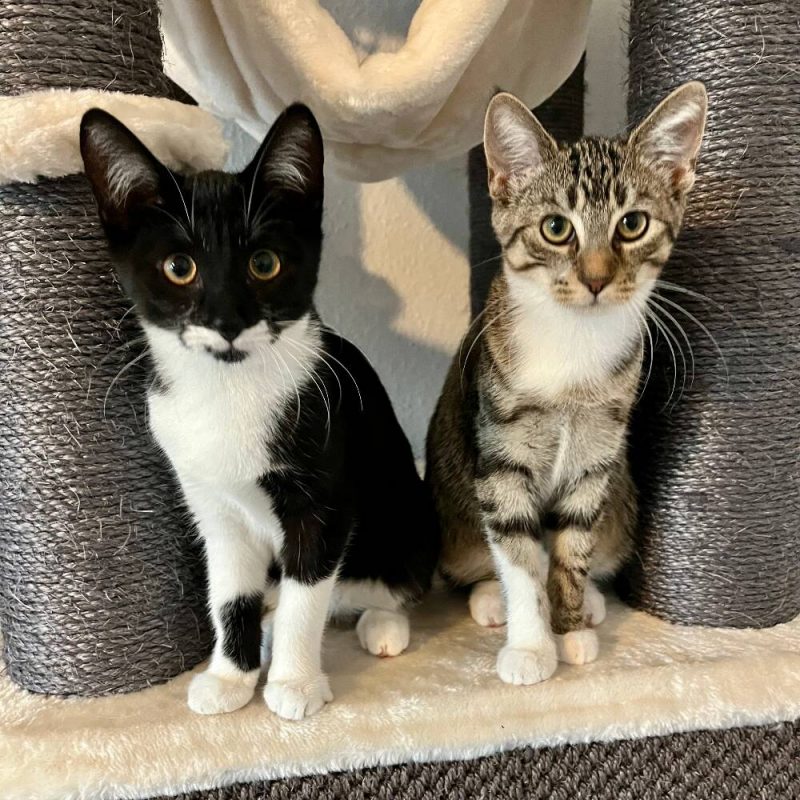 Startseite Begrüßung kitcats