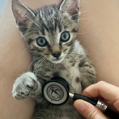 Vorbereitung auf den Tierarztbesuch mit Medical Training