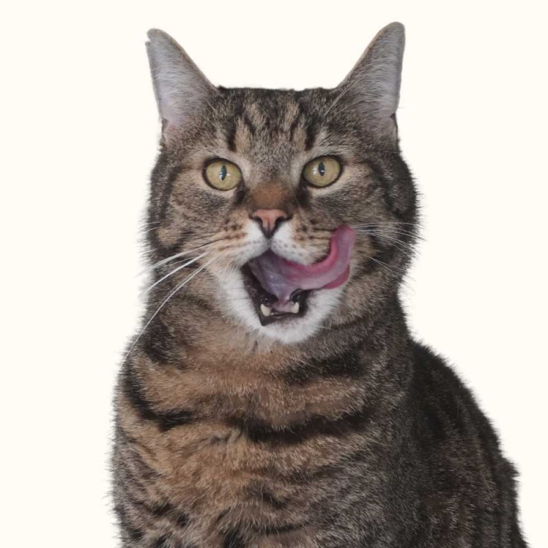 Titelbild-Kurs-Katzenernaehrung