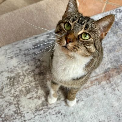 Gut versorgt, auch wenn du nicht da bist: So klappt Catsitting zuhause