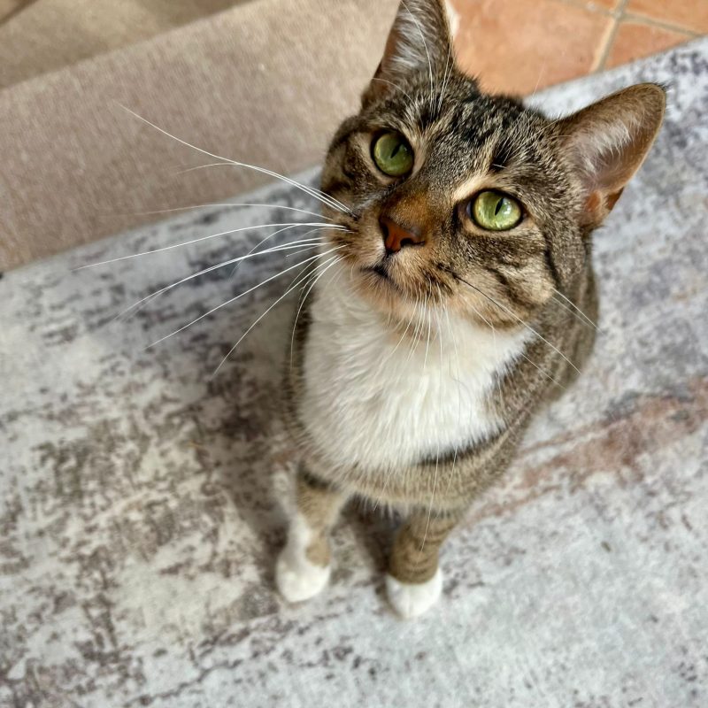 Gut versorgt, auch wenn du nicht da bist: So klappt Catsitting zuhause