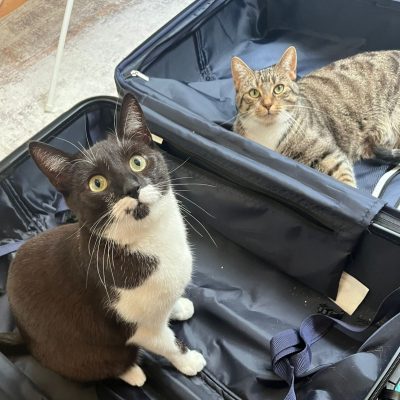 Urlaubsbetreuung Katze