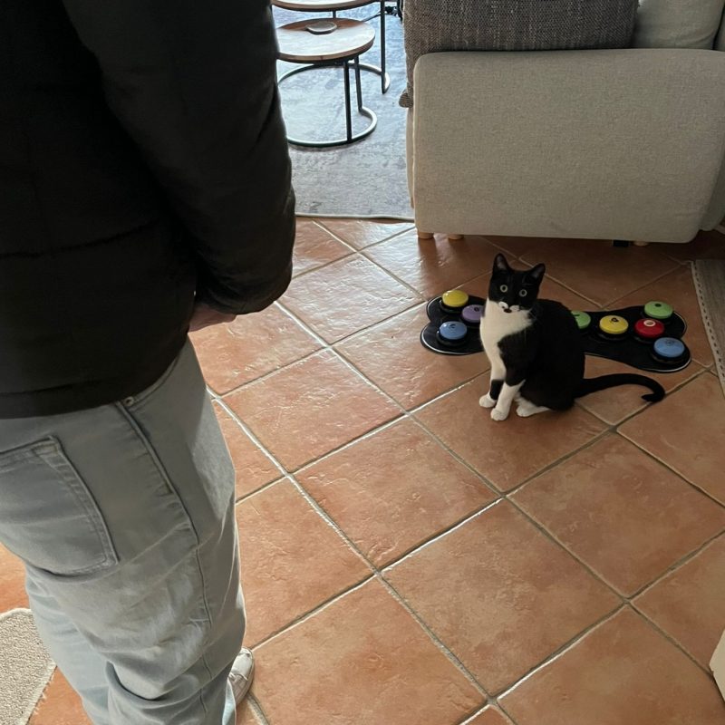 Katze mit Angst vor Besuch