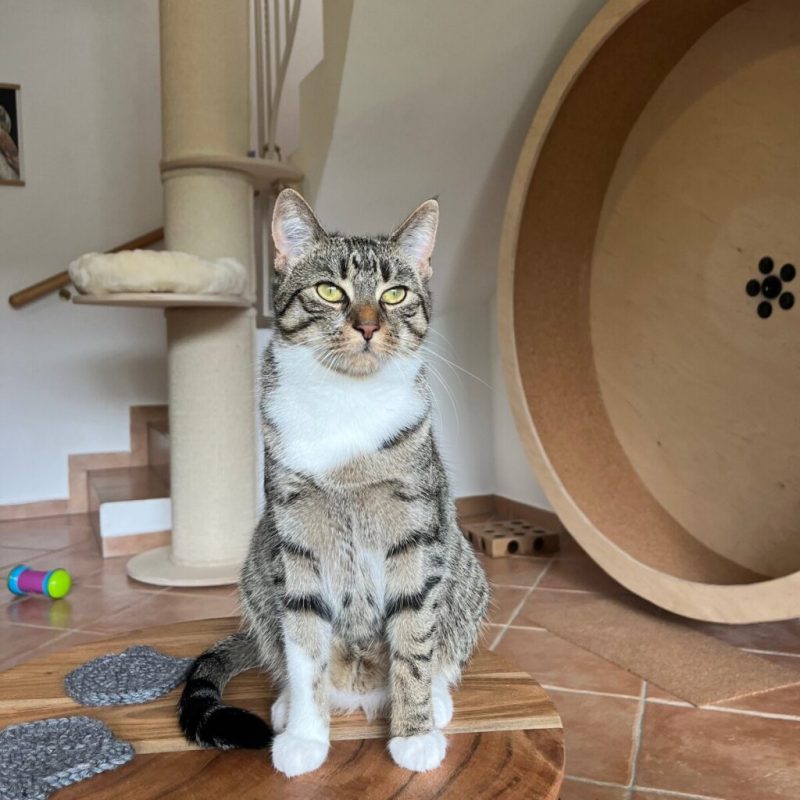 Wohnungshaltung Katze