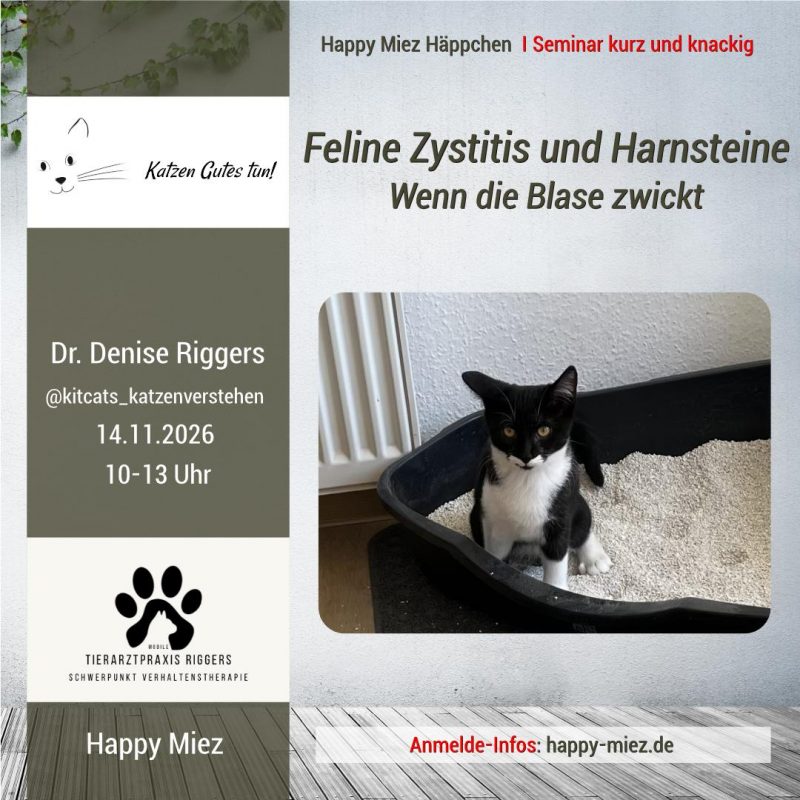 Seminar Zystitis Katze