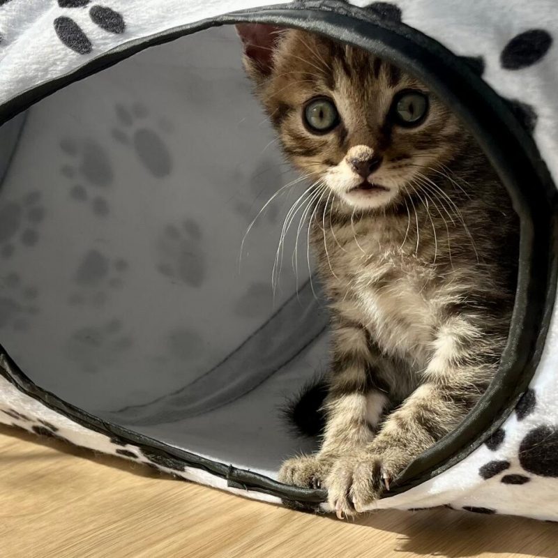 schüchternes Kitten